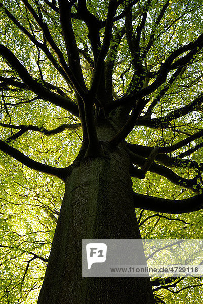 Alte Rotbuche (Fagus sylvatica) im Frühling aus der Froschperspektive