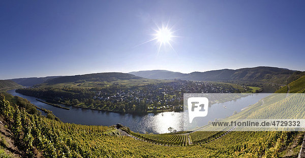 Blick auf die Weinberge bei Pünderich  Landkreis Cochem-Zell  Rheinland-Pfalz  Deutschland  Europa
