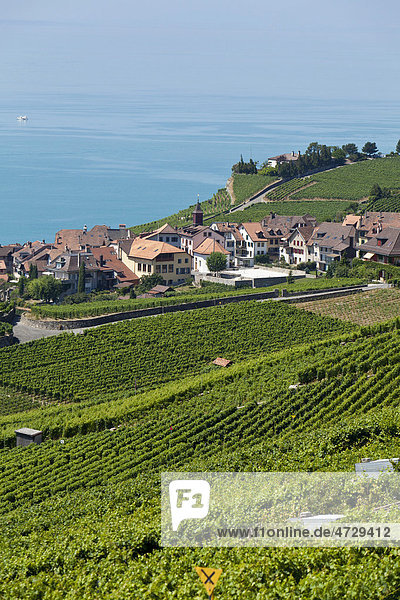 Blick über die Weinberge bei Vevey auf St Saforin  hinten der Genfer See  Vevey  Kanton Waadt  Genfer See  Schweiz  Europa Kanton Waadt