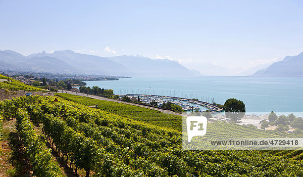 View across the vineyards to Vevey Lake Geneva at back Vevey Canon Vaud Lake Geneva Switzerland Europe