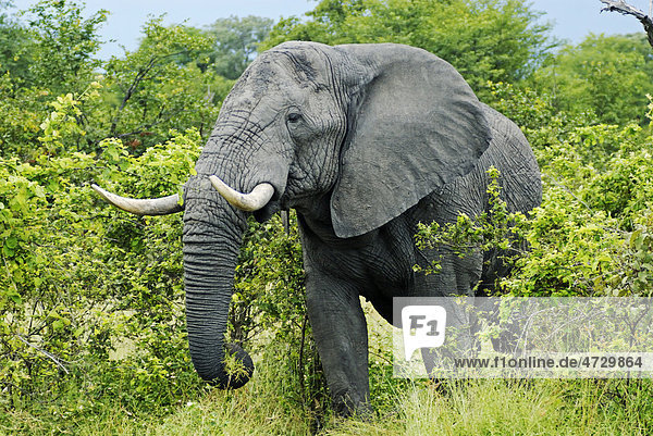 Elefant (Loxodonta africana) beim Fressen  nahe Khwai River  Okavango-Delta  Botsuana  Afrika