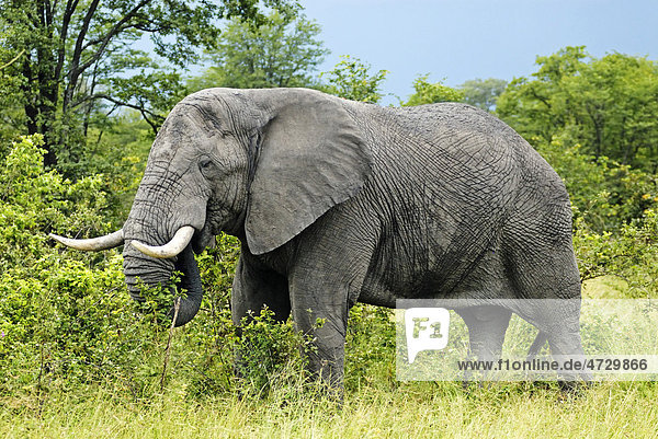 Elefant (Loxodonta africana) beim Fressen  nahe Khwai River  Okavango-Delta  Botsuana  Afrika