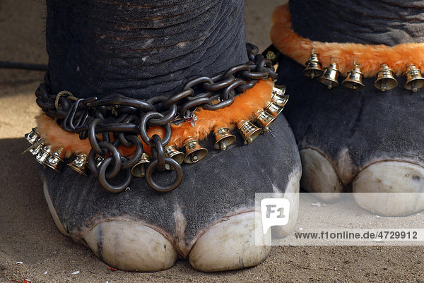 Geschmückte Elefantenfüße Pooram-Fest Thrissur Kerala Südindien Indien Asien