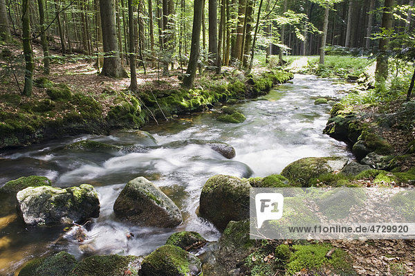 Waldbach  Kleine Ohe bei Waldhäuser im Nationalpark Bayerischer Wald  Niederbayern  Bayern  Deutschland  Europa