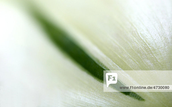 Pflanze  Detail  Makro