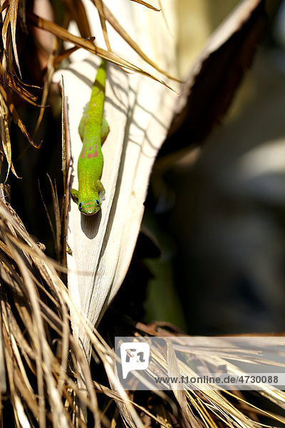Goldstaub-Taggecko (Phelsuma laticauda) auf einem Strauch  Big Island  Hawaii  USA