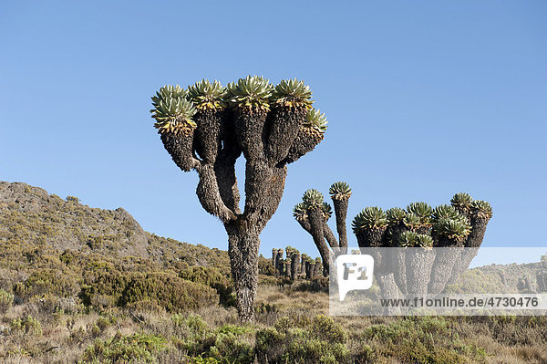 Riesen-Greiskraut  Riesensenezie  Schopfbaum (Dendrosenecio kilimanjari)  bei den Horombo Huts  Marangu Route  Kilimandscharo  Tansania  Ostafrika  Afrika