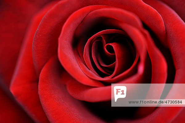 Detail  rote Rose (Rosa)