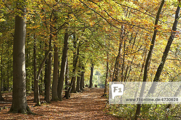 Herbstlicher Wald  Lüneburg  Niedersachsen  Deutschland  Europa