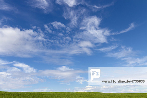 Green grass and sky with clouds