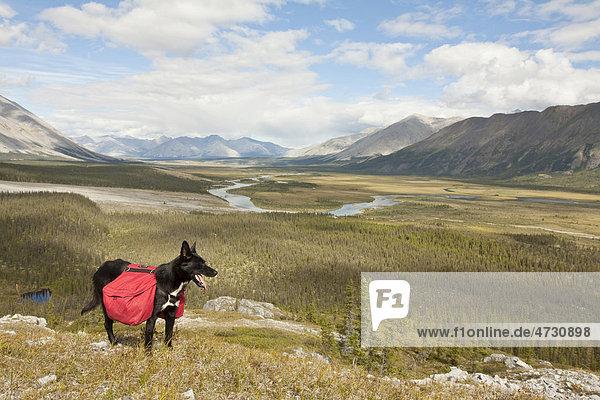 Hund trägt Gepäck  Alaskan Husky  Schlittenhund  Rucksack  Wind River  Mackenzie Mountains  Yukon Territory  Kanada