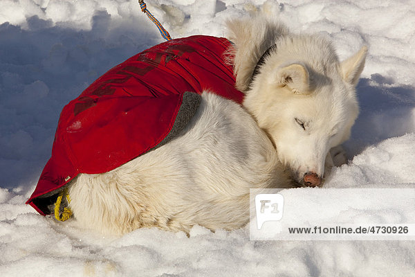 Weißer Schlittenhund mit Hundemantel schlafend im Schnee bei Sonnenschein  zusammengerollt  angeleint  Alaskan Husky  Yukon Territory  Kanada