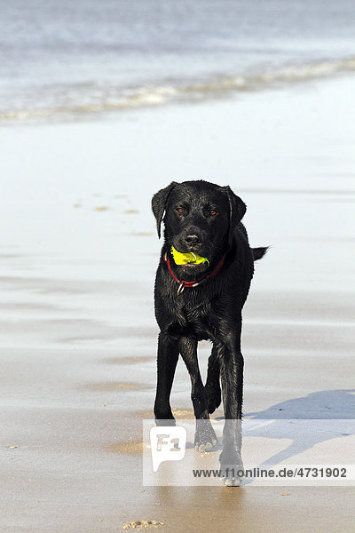 Nasser schwarzer Labrador Retriever mit kaputtem Ball im Maul am Strand  Junghund  Rüde