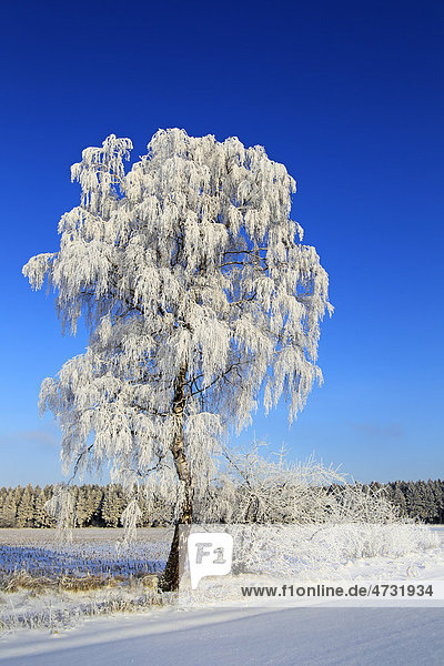 Mit Raureif bedeckter Baum in verschneiter Landschaft im Winter  Birke in Winterlandschaft  Schleswig-Holstein  Deutschland  Europa