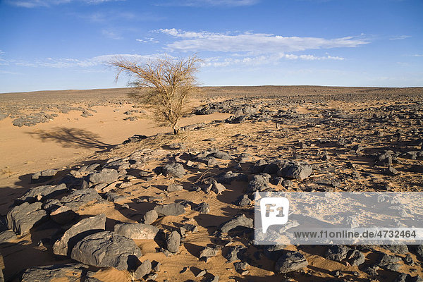 Akazie in der Steinwüste  Schwarze Wüste  Libyen  Nordafrika  Afrika