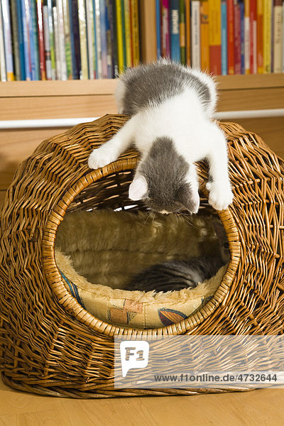 Kätzchen spielen im Katzenkorb