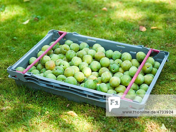 Box with green plums on grass