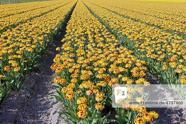 Tulpen (Tulipa)  gelb und rot  Tulpenfeld  Holland  Niederlande  Europa