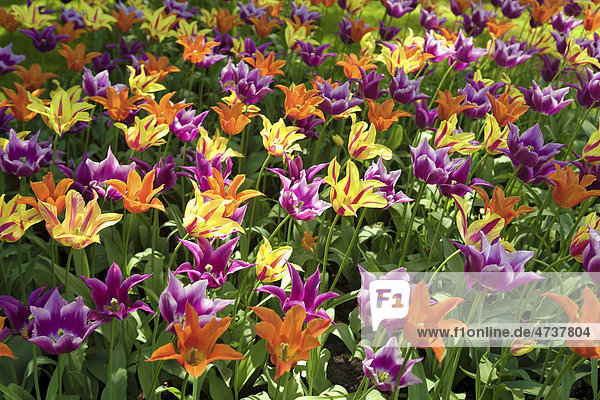Bunte Tulpen (Tulipa)  Tulpenfeld  Holland  Niederlande  Europa