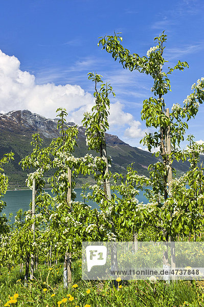 Apfelbäume in Hardanger  Norwegen  Skandinavien  Europa
