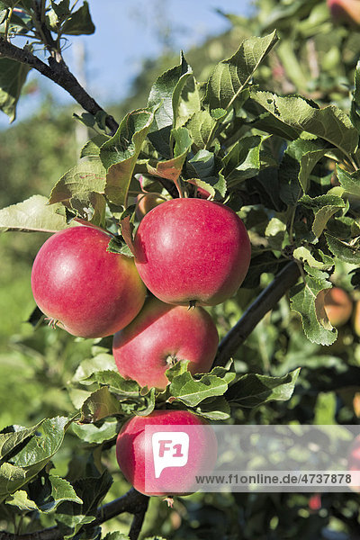 Äpfel am Baum  Hardanger  Norwegen  Skandinavien  Europa