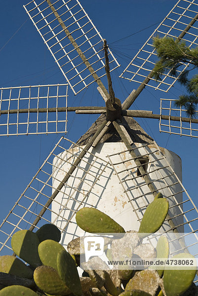 Windmill at Puig d'en Valls  Ibiza  Spain  Europe