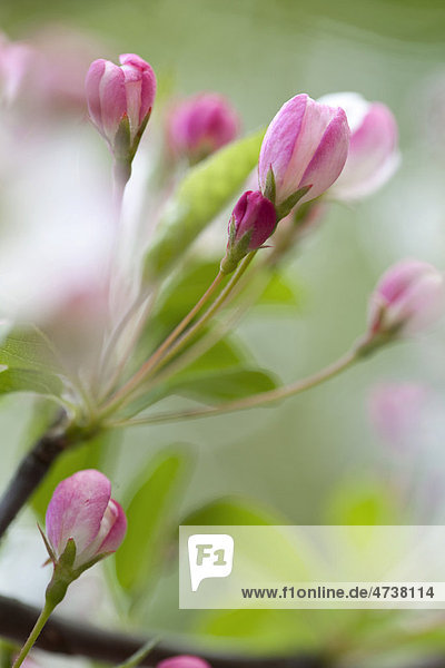 Apple Blossom (Malus domestica)