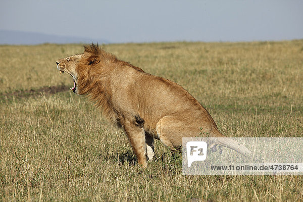 Männlicher Löwe (Panthera leo)  hockend  Masai Mara  Kenia  Afrika