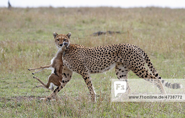 Gepard (Acinonyx jubatus) mit Beute