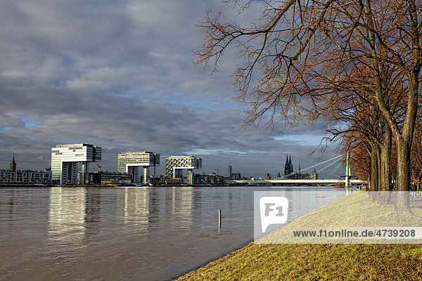 Blick über die Poller Wiesen auf die linke Rheinufer mit den Kranhäusern am Rheinauhafen bei Hochwasser  Rhein  Köln  Nordrhein-Westfalen  Deutschland  Europa