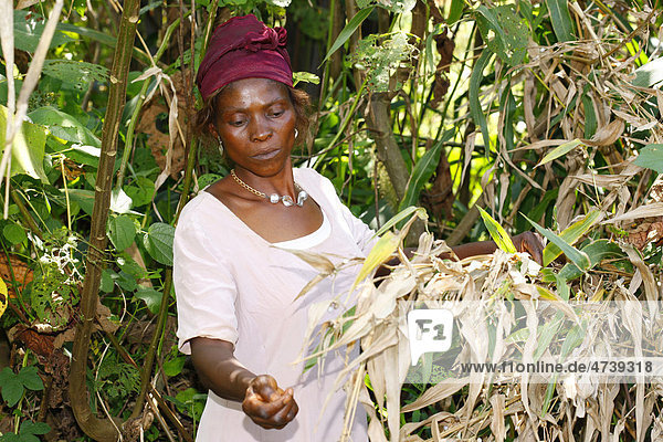 Frau beim Sammeln von Samen für die Herstellung von Rasseln aus Kalebassen  Bafut  Kamerun  Afrika