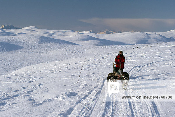 Sled dog team on the Finnmark  Lapland  Norway  Europe