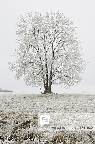 Baum mit Raureif im Winter  Harz  Sachsen-Anhalt  Deutschland  Europa