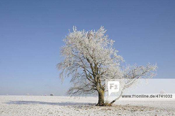 Mit Raureif bedeckter Baum auf einem Feld vor blauem Himmel  Harz  Sachsen-Anhalt  Deutschland  Europa