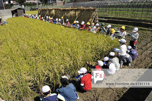 Experiential learning  school class harvesting rice  Iwakura  Kyoto  Japan  East Asia  Asia