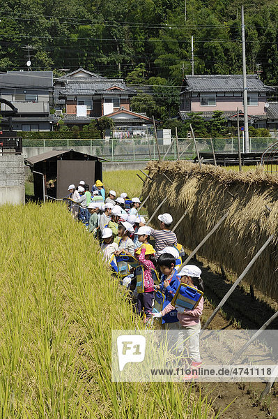 Experiential learning  rice harvest with a school class  Iwakura  Kyoto  Japan  East Asia  Asia