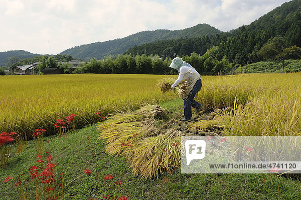 Farmer reaping the corners of a field with a sickle  before using a small combine harvester in Iwakura Kyoto  Japan  Asia