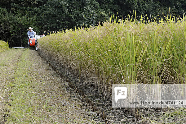 Automatic rice harvesting with a typical small combine harvester which also cuts the chaff in Iwakura  near Kyoto  Japan  Asia