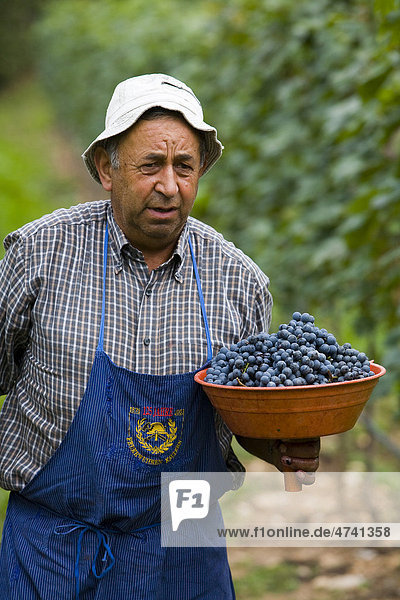 Man at the grape harvest  province of Bolzano-Bozen  Italy  Europe