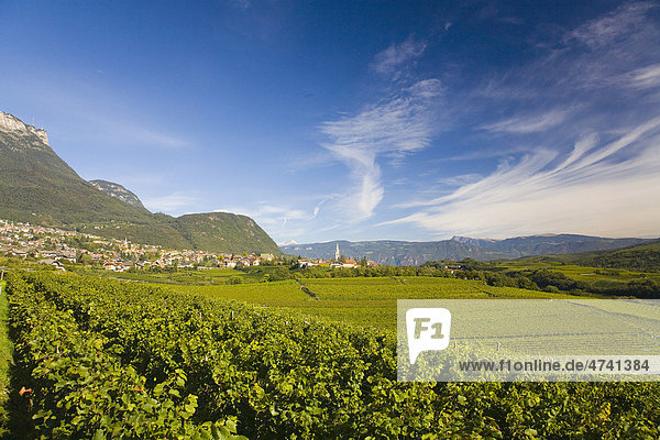 Weinlandschaft  Südtirol  Italien  Europa