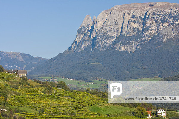 Weinlandschaft  Schlern  Südtirol  Italien  Europa
