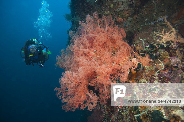 Taucher und Weichkoralle (Dendronephthya)  Cebu  Philippinen  Pazifischer Ozean  Südostasien