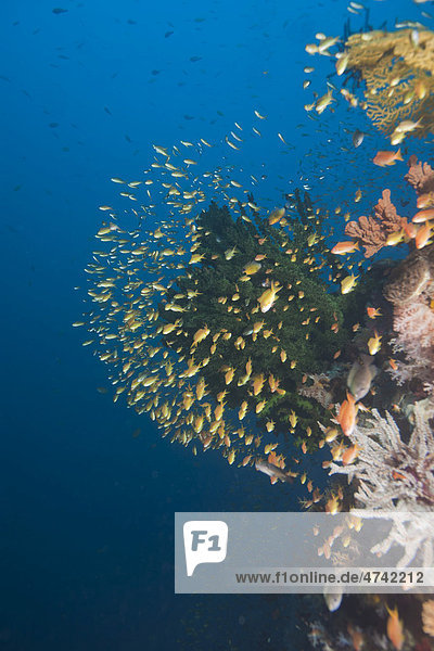Buntes Korallenriff mit Fahnenbarschen (Anthiinae)  Philippinen  Pazifischer Ozean  Südostasien