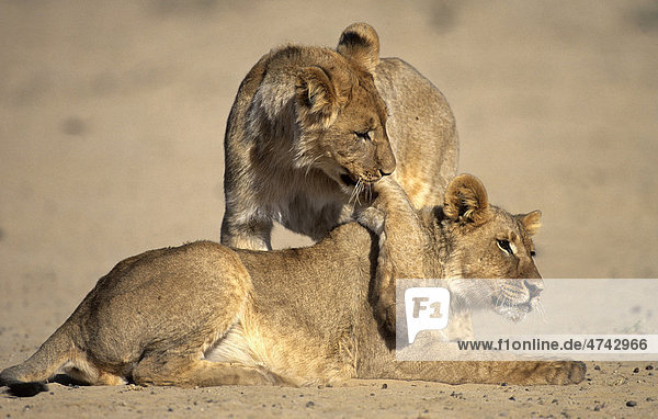 Lion (Panthera leo) cubs playing Kgalagadi Transfrontier Park South Africa