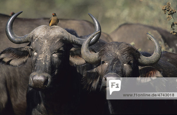 Kaffernbüffel (Syncerus caffer)  mit Madenhacker (Buphagidae)  Krüger-Nationalpark  Südafrika  Afrika