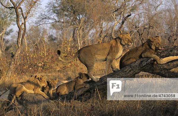 Löwe (Panthera leo)  Rudel  Sabie Sabie  Krüger-Nationalpark  Südafrika  Afrika