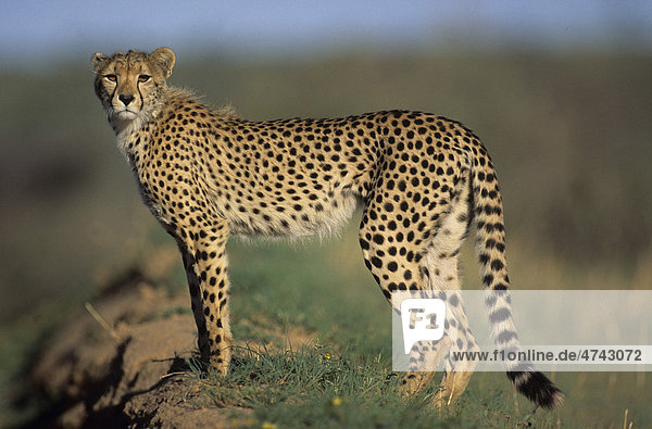 Gepard (Acinonyx jubatus) Kgalagadi-Transfrontier-Nationalpark Kalahari Südafrika Afrika
