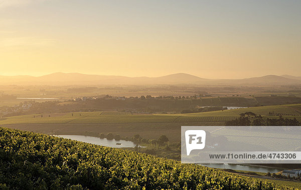 Blick über Weinberge  Cape Winelands  Südafrika  Afrika
