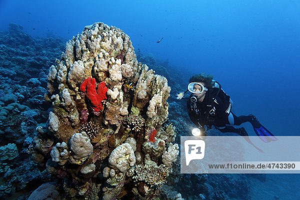 Taucher  abfallendes Korallenriff mit Korallenblock aus verschiedenen Steinkorallen und Schwämmen  Haschemitisches Königreich Jordanien  Rotes Meer  Vorderasien