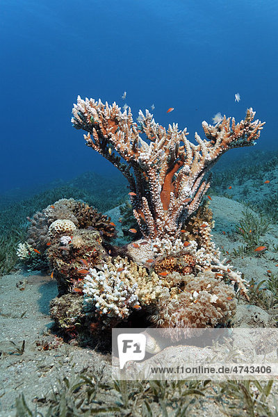 Kleines Fleckriff auf Seegraswiese mit Steinkorallen  Seeanemone und Rotes Meer  Haschemitisches Königreich Jordanien  Rotes Meer  Vorderasien